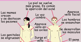 cambios fisicos en la adolescencia